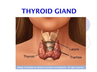 THYROID GIAND
 
