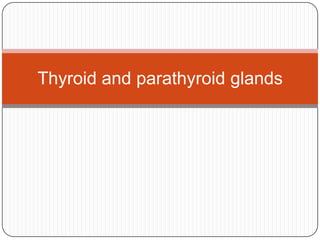 Thyroid and parathyroid glands 