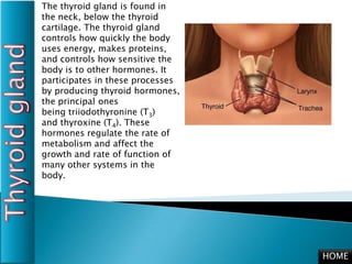 The thyroid gland is found in
the neck, below the thyroid
cartilage. The thyroid gland
controls how quickly the body
uses energy, makes proteins,
and controls how sensitive the
body is to other hormones. It
participates in these processes
by producing thyroid hormones,
the principal ones
being triiodothyronine (T3)
and thyroxine (T4). These
hormones regulate the rate of
metabolism and affect the
growth and rate of function of
many other systems in the
body.




                                  HOME
 