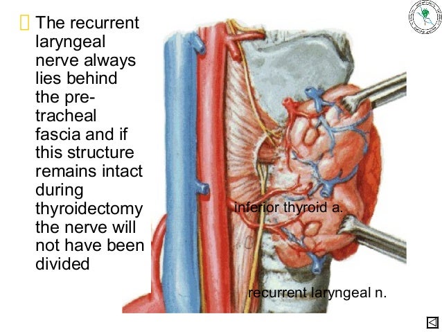 thyroid anatomy