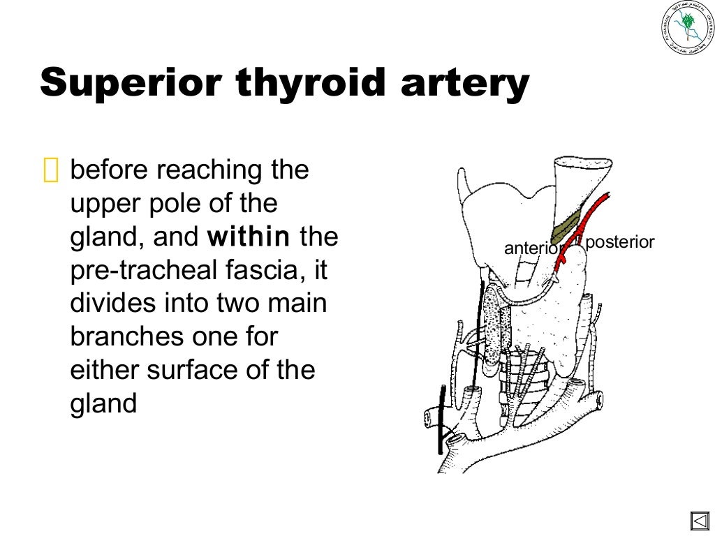 anatomy of Thyroid gland