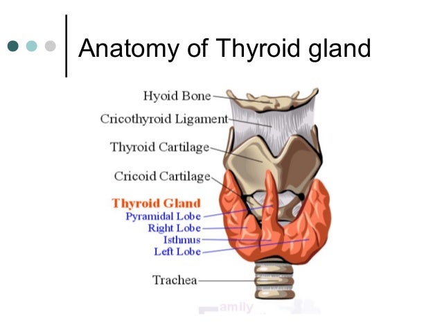 Thyroid gland anatomy, diseases , history and treatment diagram of oesophagus and trachea 