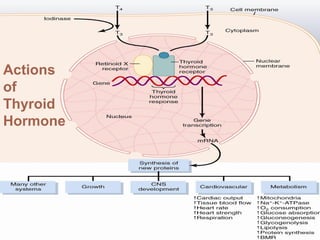 Actions
of
Thyroid
Hormone
 