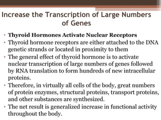 Increase the Transcription of Large Numbers
of Genes
• Thyroid Hormones Activate Nuclear Receptors
• Thyroid hormone receptors are either attached to the DNA
genetic strands or located in proximity to them
• The general effect of thyroid hormone is to activate
nuclear transcription of large numbers of genes followed
by RNA translation to form hundreds of new intracellular
proteins.
• Therefore, in virtually all cells of the body, great numbers
of protein enzymes, structural proteins, transport proteins,
and other substances are synthesized.
• The net result is generalized increase in functional activity
throughout the body.
 
