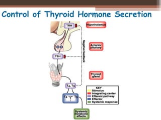 Control of Thyroid Hormone Secretion
 