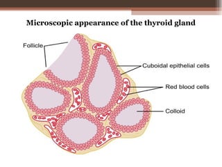 Microscopic appearance of the thyroid gland
 
