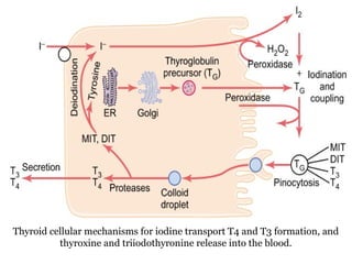Thyroid cellular mechanisms for iodine transport T4 and T3 formation, and
thyroxine and triiodothyronine release into the blood.
 