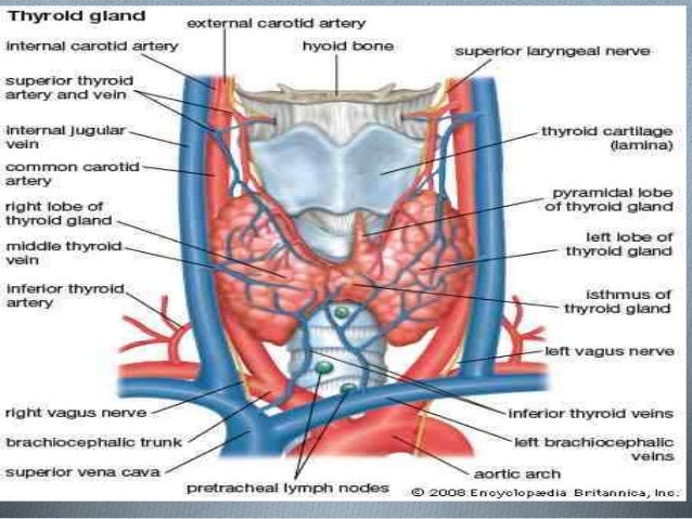 thyroid anatomy