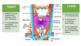 Thyroid gland surgical anatomy | PPTX