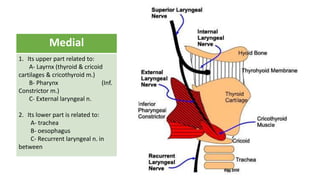 Medial
1. Its upper part related to:
A- Layrnx (thyroid & cricoid
cartilages & cricothyroid m.)
B- Pharynx (Inf.
Constrictor m.)
C- External laryngeal n.
2. Its lower part is related to:
A- trachea
B- oesophagus
C- Recurrent laryngeal n. in
between
 