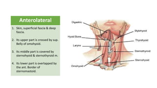 Anterolateral
1. Skin, superficial fascia & deep
fascia.
2. Its upper part is crossed by sup.
Belly of omohyoid.
3. Its middle part is covered by
sternohyoid & sternothyroid m.
4. Its lower part is overlapped by
the ant. Border of
sternomastoid.
 