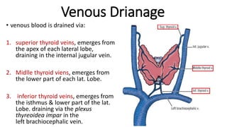 Venous Drianage
• venous blood is drained via:
1. superior thyroid veins, emerges from
the apex of each lateral lobe,
draining in the internal jugular vein.
2. Midlle thyroid viens, emerges from
the lower part of each lat. Lobe.
3. inferior thyroid veins, emerges from
the isthmus & lower part of the lat.
Lobe. draining via the plexus
thyreoidea impar in the
left brachiocephalic vein.
 