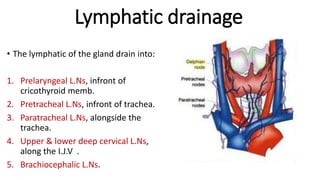 Lymphatic drainage
• The lymphatic of the gland drain into:
1. Prelaryngeal L.Ns, infront of
cricothyroid memb.
2. Pretracheal L.Ns, infront of trachea.
3. Paratracheal L.Ns, alongside the
trachea.
4. Upper & lower deep cervical L.Ns,
along the I.J.V .
5. Brachiocephalic L.Ns.
 