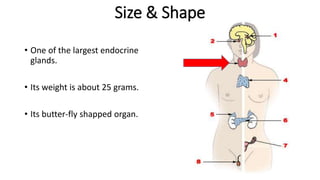 Size & Shape
• One of the largest endocrine
glands.
• Its weight is about 25 grams.
• Its butter-fly shapped organ.
 