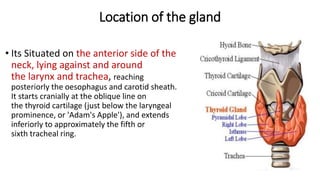 Location of the gland
• Its Situated on the anterior side of the
neck, lying against and around
the larynx and trachea, reaching
posteriorly the oesophagus and carotid sheath.
It starts cranially at the oblique line on
the thyroid cartilage (just below the laryngeal
prominence, or 'Adam's Apple'), and extends
inferiorly to approximately the fifth or
sixth tracheal ring.
 