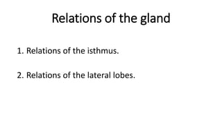 Relations of the gland
1. Relations of the isthmus.
2. Relations of the lateral lobes.
 