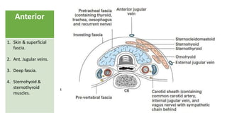 Anterior
1. Skin & superficial
fascia.
2. Ant. Jugular veins.
3. Deep fascia.
4. Sternohyoid &
sternothyroid
muscles.
 