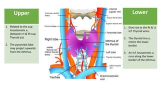Lower
1. Give rise to the Rt & Lt
Inf. Thyroid veins.
2. The thyroid ima a.
enters the lower
border.
3. An Inf. Anasomotic a.
runs along the lower
border of the isthmus.
Upper
1. Related to the sup.
Anastomotic a.
(between rt & lft sup.
Thyroid aa)
2. The pyramidal lobe
may project upwards
from the isthmus.
 