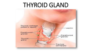 THYROID GLAND
 