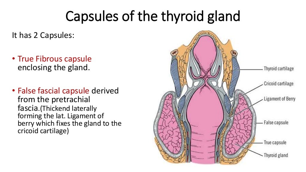 Thyroid gland