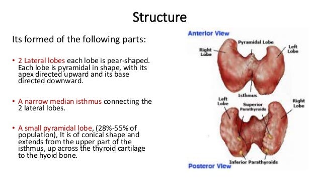 Thyroid gland