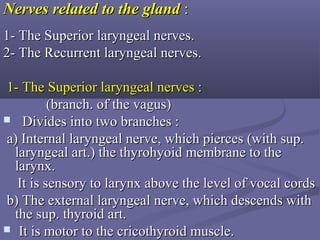 NervesNerves relatedrelated to the glandto the gland ::
1- The Superior laryngeal nerves.1- The Superior laryngeal nerves.
2- The Recurrent laryngeal nerves.2- The Recurrent laryngeal nerves.
1- The Superior laryngeal nerves :1- The Superior laryngeal nerves :
(branch. of the vagus)(branch. of the vagus)
 Divides into two branches :Divides into two branches :
a) Internal laryngeal nerve, which pierces (with sup.a) Internal laryngeal nerve, which pierces (with sup.
laryngeal art.) the thyrohyoid membrane to thelaryngeal art.) the thyrohyoid membrane to the
larynx.larynx.
It is sensory to larynx above the level of vocal cordsIt is sensory to larynx above the level of vocal cords
b) The external laryngeal nerve, which descends withb) The external laryngeal nerve, which descends with
the sup. thyroid art.the sup. thyroid art.
 It is motor to the cricothyroid muscle.It is motor to the cricothyroid muscle.
 