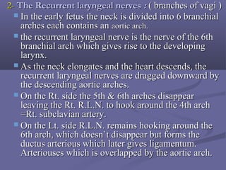 2-2- The Recurrent laryngeal nervesThe Recurrent laryngeal nerves :: ( branches of vagi )( branches of vagi )
 In the early fetus the neck is divided into 6 branchialIn the early fetus the neck is divided into 6 branchial
arches each contains anarches each contains an aortic arch.aortic arch.
 the recurrent laryngeal nerve is the nerve of the 6ththe recurrent laryngeal nerve is the nerve of the 6th
branchial arch which gives rise to the developingbranchial arch which gives rise to the developing
larynx.larynx.
 As the neck elongates and the heart descends, theAs the neck elongates and the heart descends, the
recurrent laryngeal nerves are dragged downward byrecurrent laryngeal nerves are dragged downward by
the descending aortic arches.the descending aortic arches.
 On the Rt. side the 5th & 6th arches disappearOn the Rt. side the 5th & 6th arches disappear
leaving the Rt. R.L.N. to hook around the 4th archleaving the Rt. R.L.N. to hook around the 4th arch
=Rt. subclavian artery.=Rt. subclavian artery.
 On the Lt. side R.L.N. remains hooking around theOn the Lt. side R.L.N. remains hooking around the
6th arch, which doesn`t disappear but forms the6th arch, which doesn`t disappear but forms the
ductus arterious which later gives ligamentum.ductus arterious which later gives ligamentum.
Arteriouses which is overlapped by the aortic arch.Arteriouses which is overlapped by the aortic arch.
 