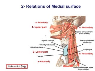 Anteriorly
Thyroid cartilage
Cricoid cartilage
Cricothyroid muscle
Inferior constrictor
of pharynx
External laryngeal nerve
(In the middle)
a- Anteriorly
1- Upper part b- Posteriorly
2- Lower part
a- Anteriorly
b- Posteriorly
Trachea
Esophagus
Recurrent laryngeal nerve
(in the middle)
2- Relations of Medial surface
Mohamed el fiky
 