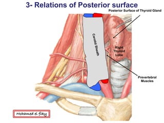 Right
Thyroid
Lobe
Posterior Surface of Thyroid Gland
Prevertebral
Muscles
3- Relations of Posterior surface
Mohamed el fiky
 