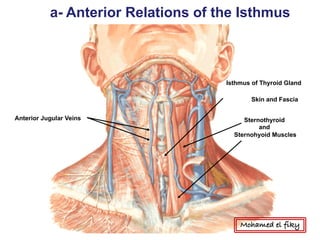 Isthmus of Thyroid Gland
Skin and Fascia
Sternothyroid
and
Sternohyoid Muscles
Anterior Jugular Veins
a- Anterior Relations of the Isthmus
Mohamed el fiky
 