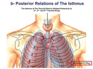 The Isthmus of The Thyroid Gland is Related Posteriorly to
2nd ,3rd and 4TH Tracheal Rings
b- Posterior Relations of The Isthmus
Mohamed el fiky
 