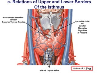 Anastomotic Branches
between
Superior Thyroid Arteries Pyramidal Lobe
and
Levator
Glandulae
Thyroidae
(If Present)
Inferior Thyroid Veins
c- Relations of Upper and Lower Borders
Of the Isthmus
Mohamed el fiky
 