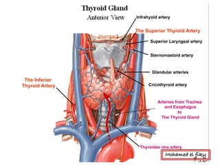 Infrahyoid artery
Superior Laryngeal artery
Sternomastoid artery
Cricothyroid artery
Glandular arteries
Thyroidae ima artery
The Superior Thyroid Artery
The Inferior
Thyroid Artery
Arteries from Trachea
and Esophagus
to
The Thyroid Gland
Mohamed el fiky
 