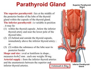 Superior Parathyroid
Gland
Inferior Parathyroid
Gland
Parathyroid Gland
The superior parathyroid : lies at the middle of
the posterior border of the lobe of the thyroid
gland within the capsule of the thyroid gland.
The inferior parathyroid : is variable in position
. it may lie
(1) within the thyroid capsule , below the inferior
thyroid artery and near the lower pole of the
thyroid lobe;
(2) (2) behind and outside the thyroid capsule,
immediately above the inferior thyroid artery ;
or
(3) (3) within the substance of the lobe near its
posterior border
Shape and size : oval or lentiform in shape ,
measures 6x4x2 mm . each one weighs 50 mg.
Arterial supply : from the inferior thyroid arteries
and the anastomosis between the superior and
inferior thyroid arteries. Mohamed el fiky
 