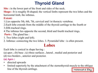 Thyroid Gland
Site : in the lower part of the front and sides of the neck.
Shape : It is roughly H-shaped; the vertical limbs represent the two lobes and the
horizontal limb, the isthmus.
Extent:
1.Lies opposite 5th, 6th, 7th, cervical and 1st thoracic vertebrae.
2.Each lobe extends from the middle of the thyroid cartilage to the fourth or
3.fifth tracheal rings.
4.The isthmus lies opposite the second, third and fourth tracheal rings.
Parts : The gland has :
1. Two lobes (right and left).
2. Isthmus: connecting the two lobes. 3. Pyramidal lobe : is often present.
Lobes
Each lobe is conical in shape having :
(a) apex ; (b) base ; (c) three surfaces , lateral , medial and posterior and
(d) two borders , anterior and posterior.
(a) Apex :
• directed upwards
• limited superiorly by the attachment of the sternothyroid muscle to the oblique
line of the thyroid cartilage. Mohamed el fiky
 