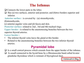 q Connects the lower parts to the lobes
q Has (a) two surfaces, anterior and posterior; and (b)two borders superior and
inferior.
Anterior surface : is covered by : (a) strenothyroids;
(b)strenohyoids;
(c) anterior jugular veins and (d) fascia and skin.
Posterior surface: related to 2nd , 3rd and 4th tracheal rings.
Upper border : is related to the anastomosing branches between the two
superior thyroid arteries.
Lower border :
• The inferior thyoid veins leave the gland at this border.
• Related to the anastomosing branches between the two inferior thyroid
arteries.
Pyramidal lobe
q Is a small conical process which extends from the upper border of the isthmus.
q Is usuall connected to the hyoid bone by a fibromuscular band called levator
glandulae thyroideae which is remnant of thyroglossal duct.
The Isthmus
Mohamed el fiky
 