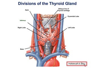 Right Lobe Left Lobe
Isthmus
Pyramidal Lobe
Apex
Base
Oblique line of
Thyroid cartilage
Divisions of the Thyroid Gland
Mohamed el fiky
 