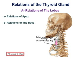 Relations of the Thyroid Gland
A- Relations of The Lobes
T1
C7
C6
C5
T1
C7
C6
C5
Oblique Line of Thyroid
Cartilage
5TH or 6TH Tracheal Ring
a- Relations of Apex
b- Relations of The Base
Mohamed el fiky
 