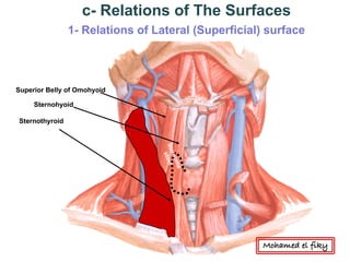 Superior Belly of Omohyoid
Sternohyoid
Sternothyroid
c- Relations of The Surfaces
1- Relations of Lateral (Superficial) surface
Mohamed el fiky
 