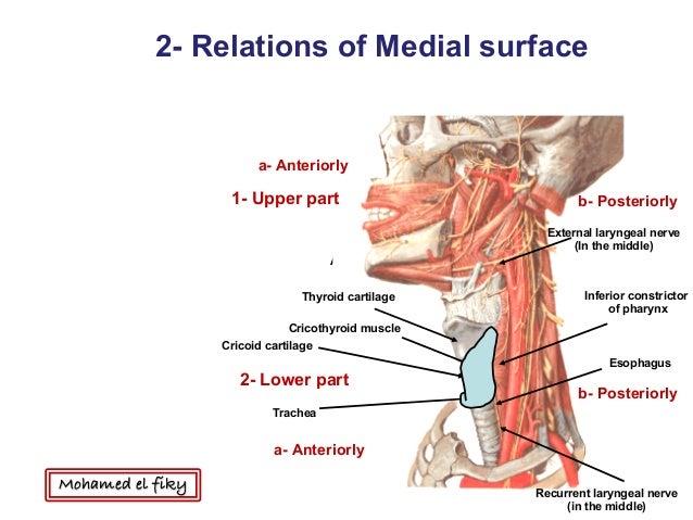 thyroid gland