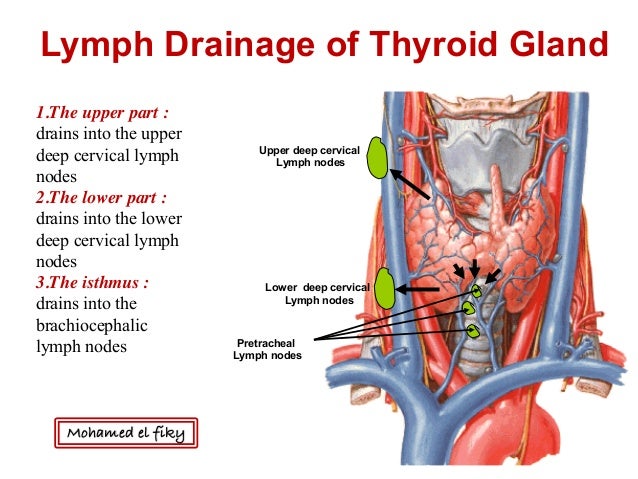 Thyroid Gland And Lymph Nodes
