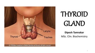 THYROID
GLAND
Dipesh Tamrakar
MSc. Clin. Biochemistry
1
 