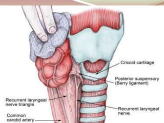 Thyroid Gland