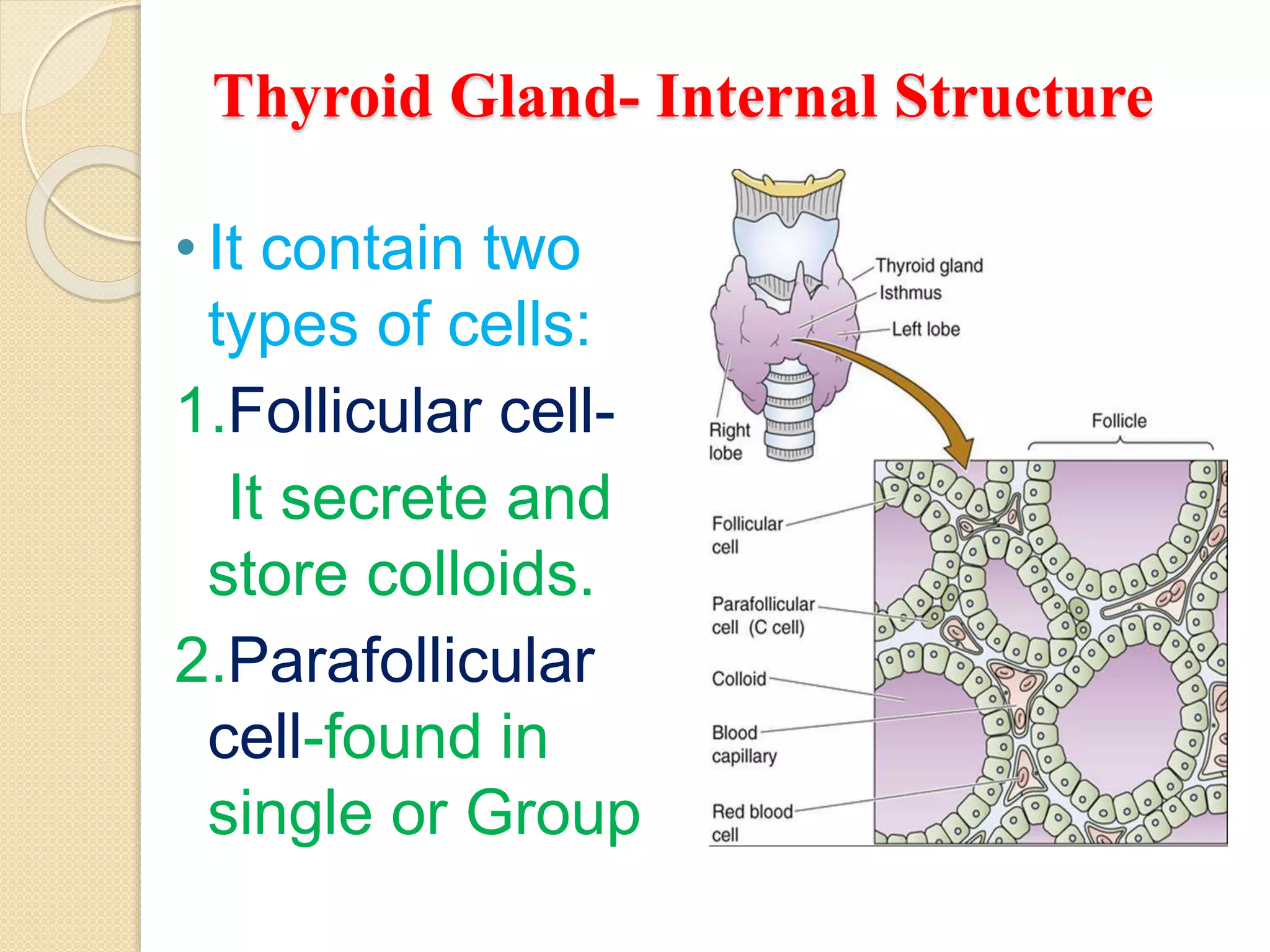 Thyroid gland | PPTX