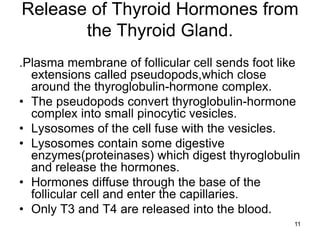 11
Release of Thyroid Hormones from
the Thyroid Gland.
.Plasma membrane of follicular cell sends foot like
extensions called pseudopods,which close
around the thyroglobulin-hormone complex.
• The pseudopods convert thyroglobulin-hormone
complex into small pinocytic vesicles.
• Lysosomes of the cell fuse with the vesicles.
• Lysosomes contain some digestive
enzymes(proteinases) which digest thyroglobulin
and release the hormones.
• Hormones diffuse through the base of the
follicular cell and enter the capillaries.
• Only T3 and T4 are released into the blood.
 