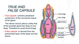 thyroid gland.pptx