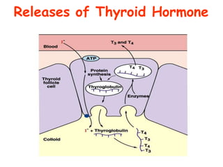 Releases of Thyroid Hormone
 