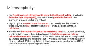 Microscopically:
• the functional unit of the thyroid gland is the thyroid follicle, lined with
follicular cells (thyrocytes), and occasional parafollicular cells that
surround a lumen containing colloid.
• thyroid gland secretes three hormones: the two thyroid hormones –
triiodothyronine (T3) and thyroxine (T4) – and a peptide hormone,
calcitonin.
• The thyroid hormones influence the metabolic rate and protein synthesis,
and in children, growth and development. Calcitonin plays a role in
calcium homeostasis. Secretion of the two thyroid hormones is regulated
by thyroid-stimulating hormone (TSH), which is secreted from the anterior
pituitary gland. TSH is regulated by thyrotropin-releasing hormone (TRH),
which is produced by the hypothalamus.
 