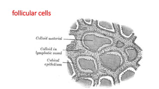 follicular cells
 