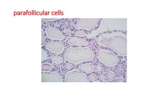 parafollicular cells
 